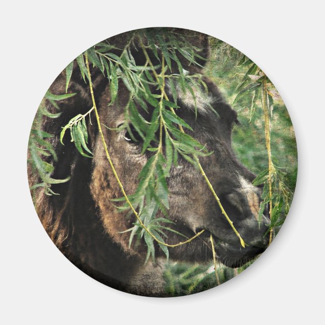 Imán Ser monárquico (Frente)