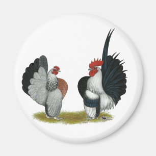 Imán Serama Bantams