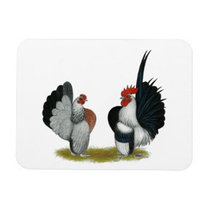 Imán Serama Bantams