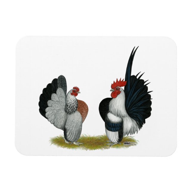 Imán Serama Bantams (Horizontal)