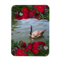 Serene Goose De Un Rosa Salvaje