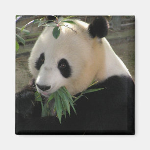 Imán Serenidad de Panda