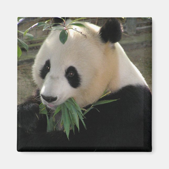 Imán Serenidad de Panda (Frente)
