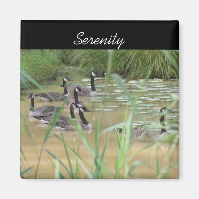 Imán Serenity Canada Geese Inspirador Nature Magnet (Frente)