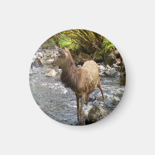 Imán Sereno Venado Joven Campo Animal Río