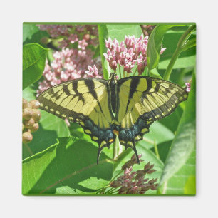 Imán Serie de mariposa de cola Swallowtail de tigre ori
