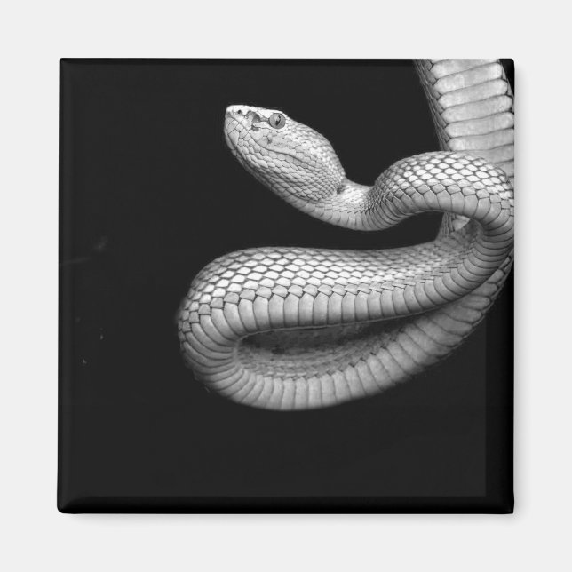 Imán Serpiente (Frente)
