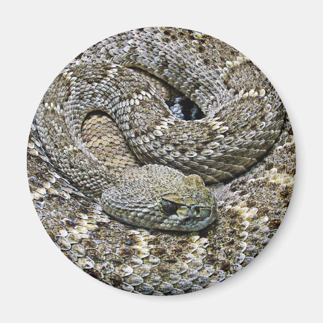 Imán Serpiente (Frente)