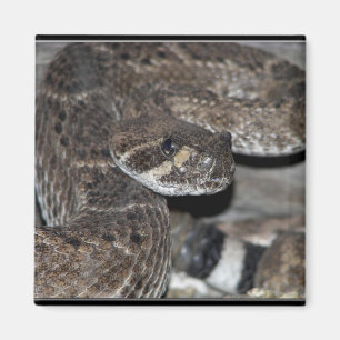 Imán Serpiente de cascabel del primer