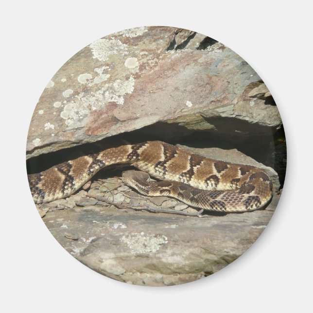 Imán Serpiente de cascabel en el Parque Nacional Shenan (Frente)