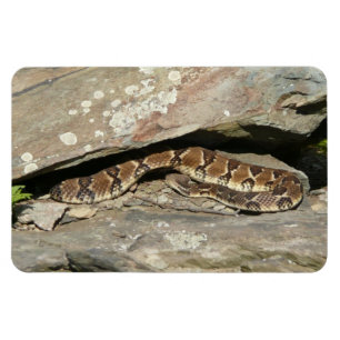 Imán Serpiente de cascabel en el Parque Nacional Shenan