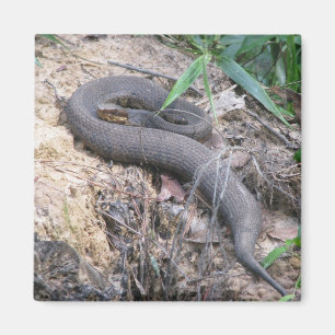 Imán Serpiente del Cottonmouth que toma el sol