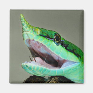 Imán Serpiente rinoceronte