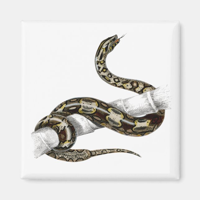 Imán Serpiente serpiente de cola roja (Frente)