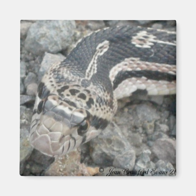 Imán Serpiente toro (Pituophis catenifer sayi) (Frente)