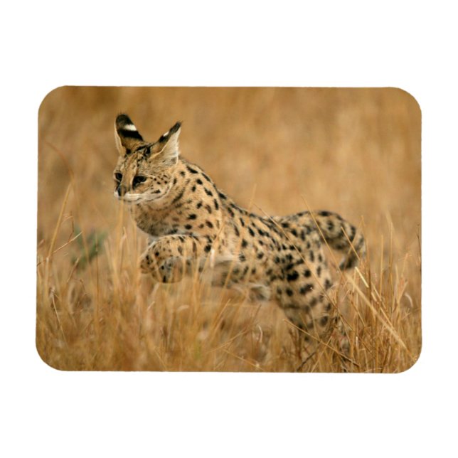 Imán Serval (Leptailurus Serval) Saltando (Horizontal)