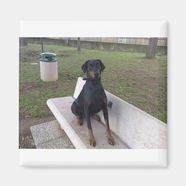 Imán sesión de doberman pincher (Frente)