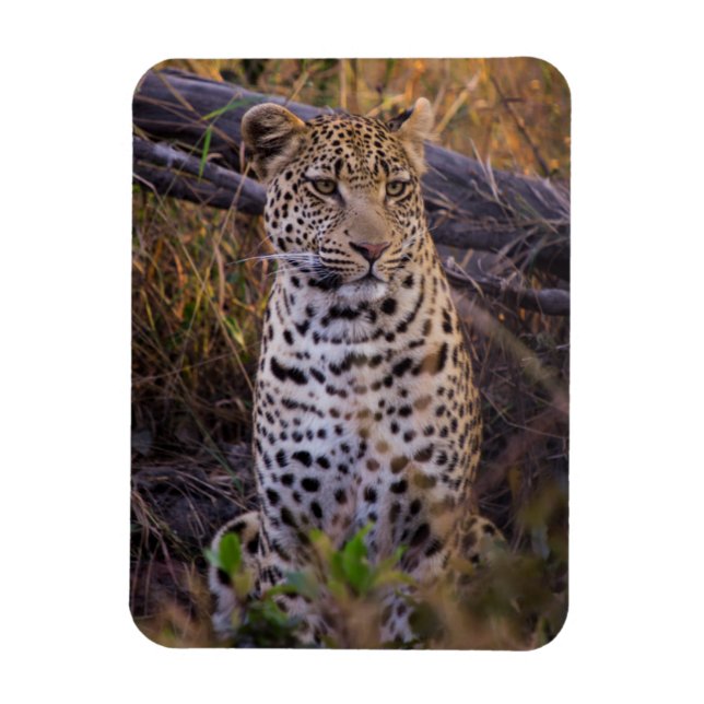 Imán Sesión de leopardo, Botswana, África (Vertical)