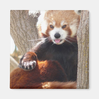 Imán sesión roja de panda
