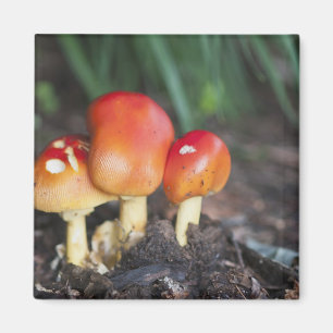 Imán seta de la familia Amanita