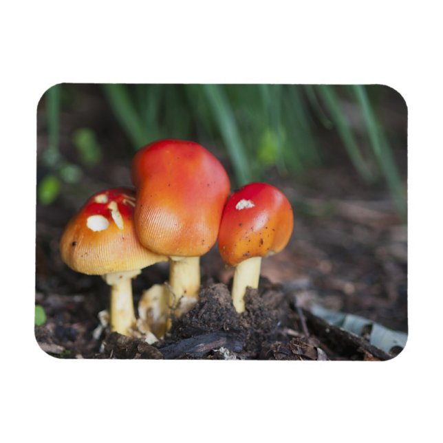 Imán seta de la familia Amanita (Horizontal)