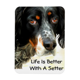Imán Setter Love Photo Magnet