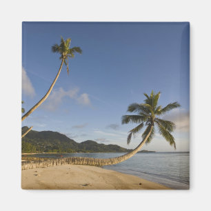 Imán Seychelles, isla de Mahe, palma horizontal,