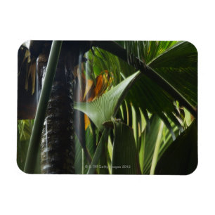 Imán Seychelles, Praslin, Vallee de Mai, fuerte lluvia