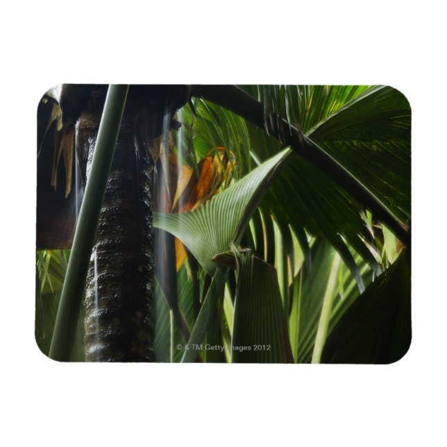 Imán Seychelles, Praslin, Vallee de Mai, fuerte lluvia (Horizontal)