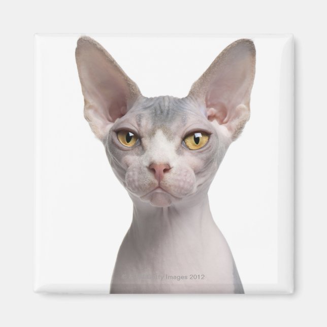 Imán Sfinx (7 meses de edad) (Frente)