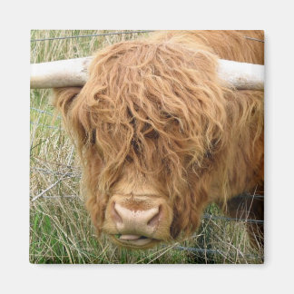 Imán Shaggy Highland Cow