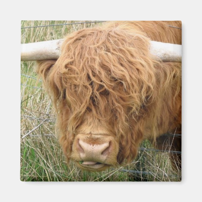 Imán Shaggy Highland Cow (Frente)