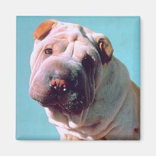 Imán Shar-Pei chino