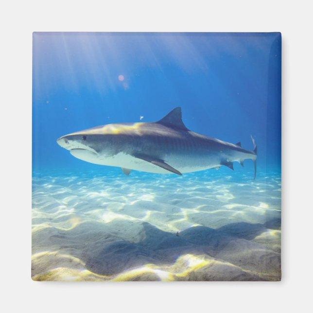 Imán Shark Swimming Blue Ocean Water (Frente)