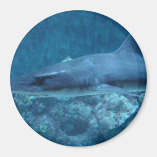 Imán Shark swimming in the ocean Photo Magnet