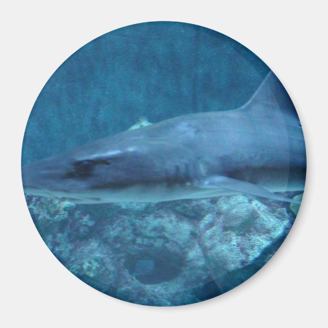 Imán Shark swimming in the ocean Photo Magnet (Frente)