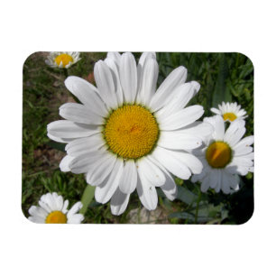 Imán Shasta Daisy (Chrysanthemum máximo)