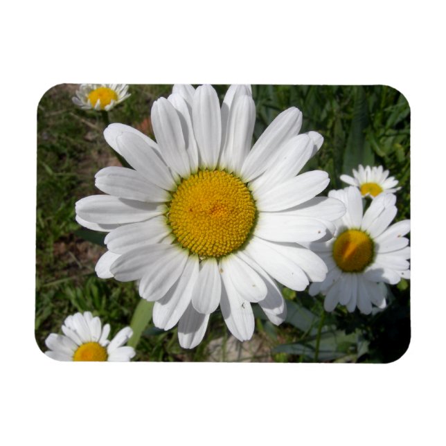 Imán Shasta Daisy (Chrysanthemum máximo) (Horizontal)