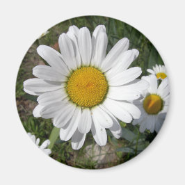 Imán Shasta Daisy (Chrysanthemum máximo)