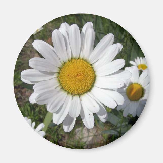Imán Shasta Daisy (Chrysanthemum máximo) (Frente)
