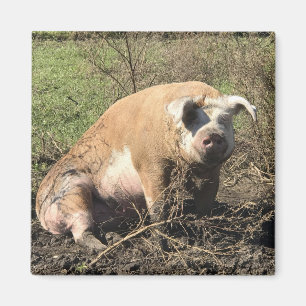 Imán - Sheila mi cerdo gordo grande