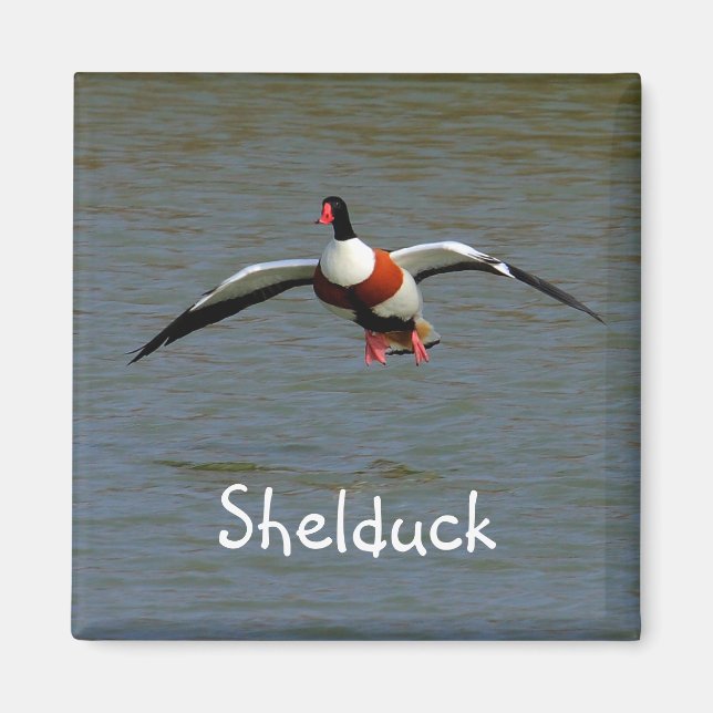 Imán Shelduck (Frente)
