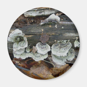 Imán Shelf Fungus en Woods Magnet