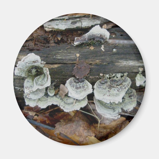 Imán Shelf Fungus en Woods Magnet (Frente)