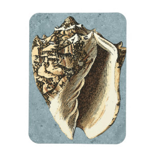 Imán Shell de conchas encalladas