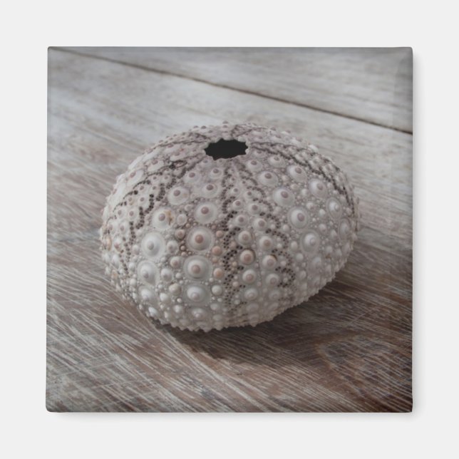 Imán Shell En La Parte Superior De Una Mesa De Madera (Frente)