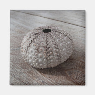 Imán Shell encima de una tabla de madera