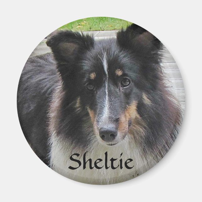 Imán Sheltie (Frente)
