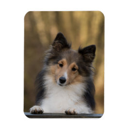Imán Sheltie Adorable, Papel de perro de Shetland