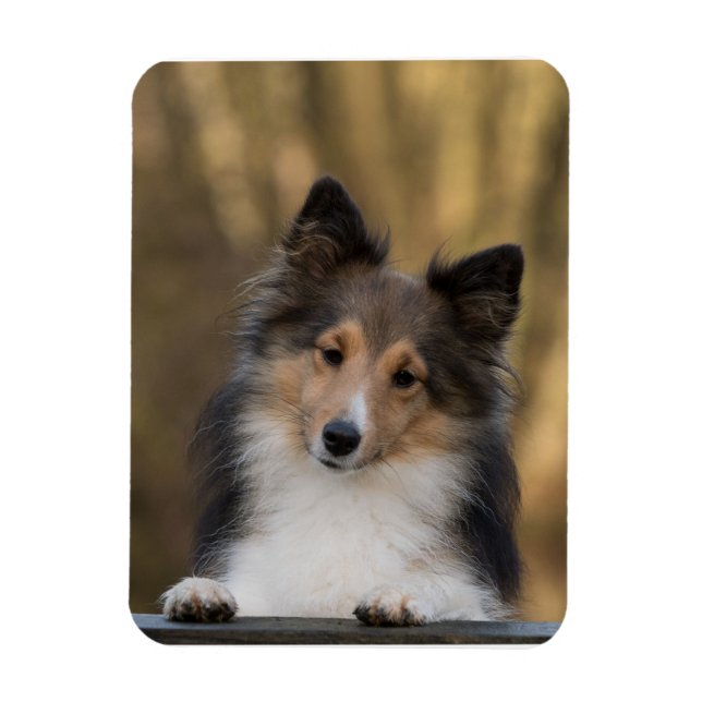 Imán Sheltie Adorable, Papel de perro de Shetland (Vertical)